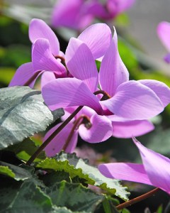 Cyclamen cilicium.jpg